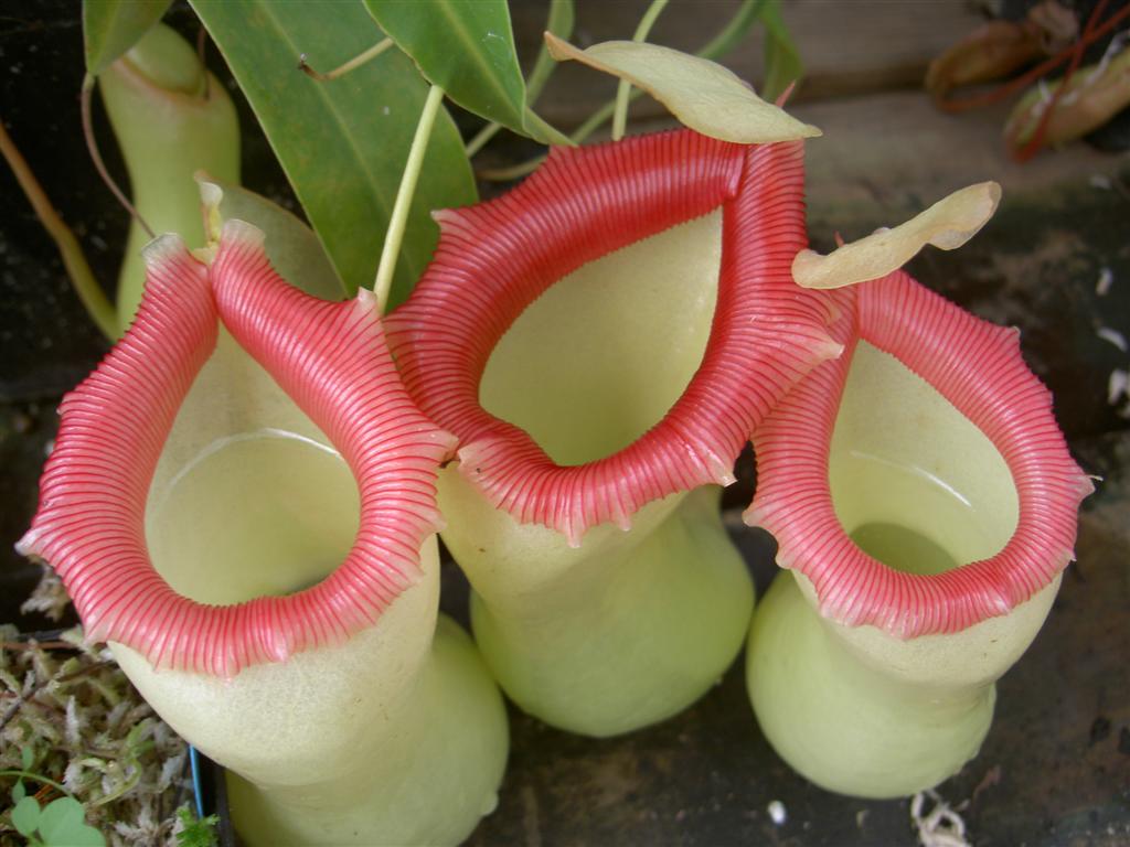 Nepenthes ventricosa 4